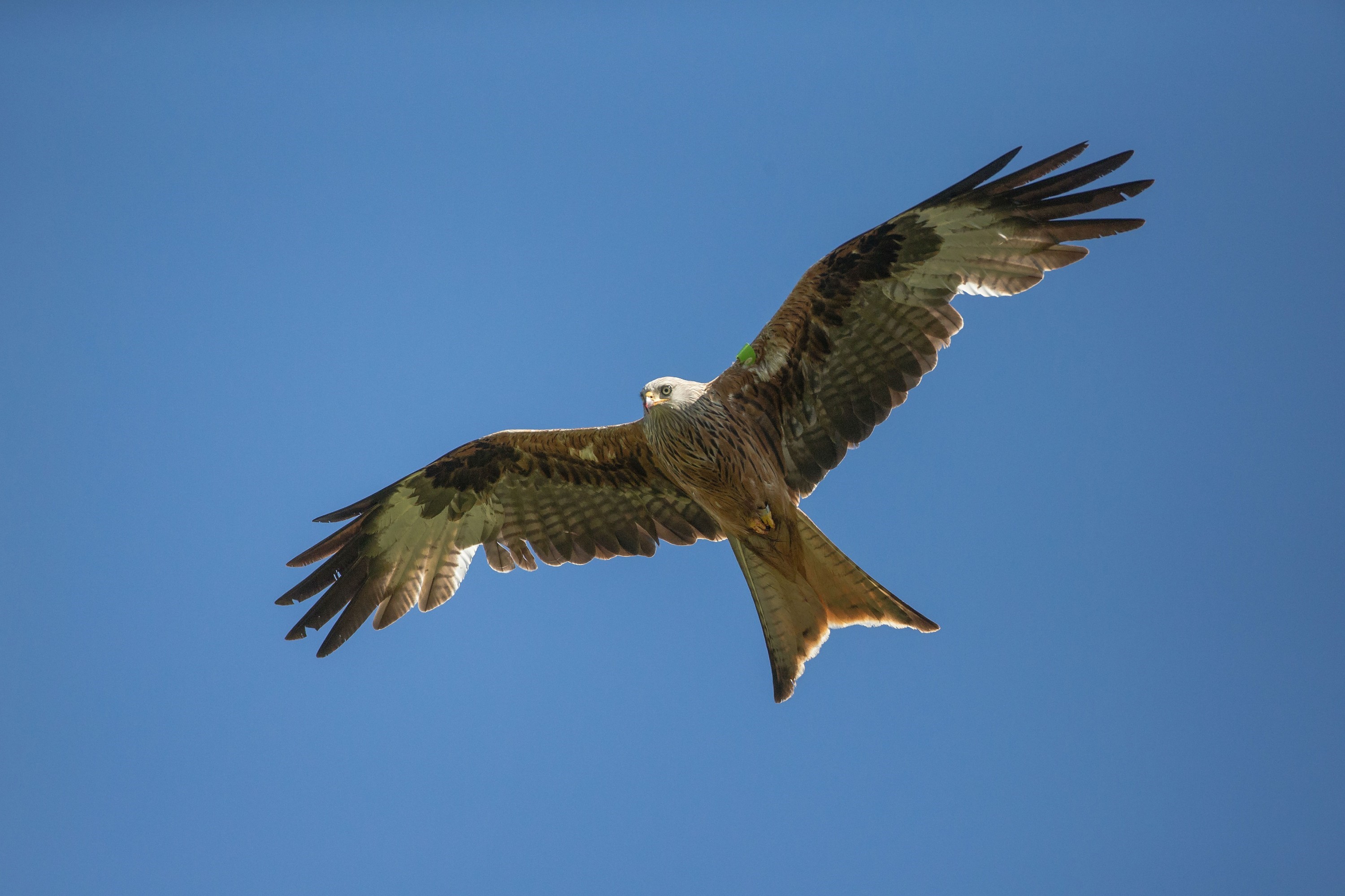 Milan-royal-©-Stephane-Raimond en Corrèze