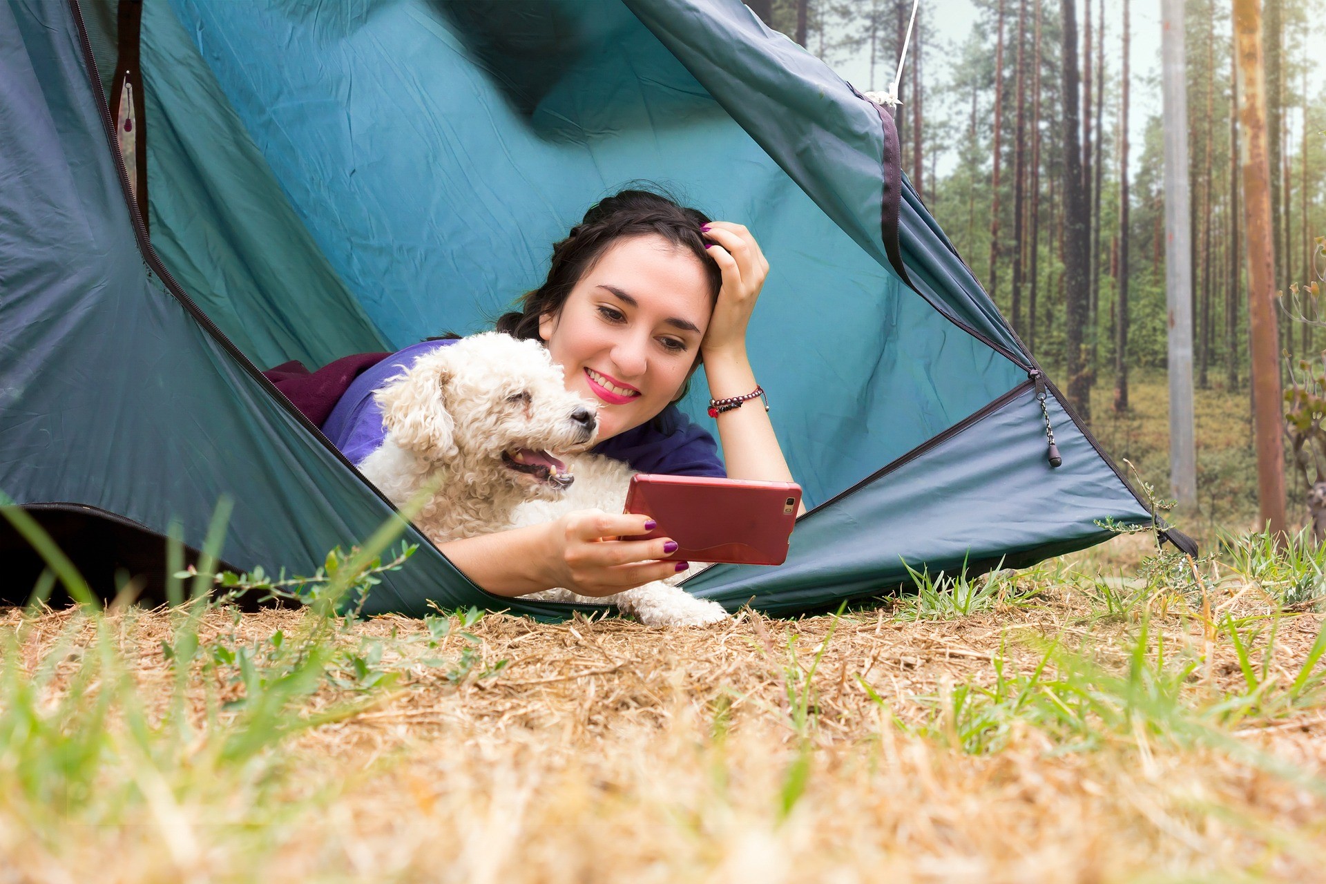 camping pour chien