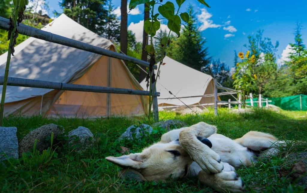 dog camping 2