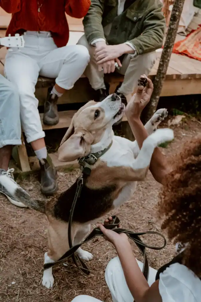 dog camping 4