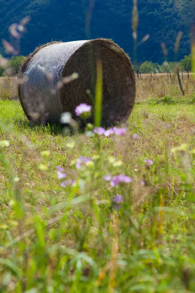 correze 0185